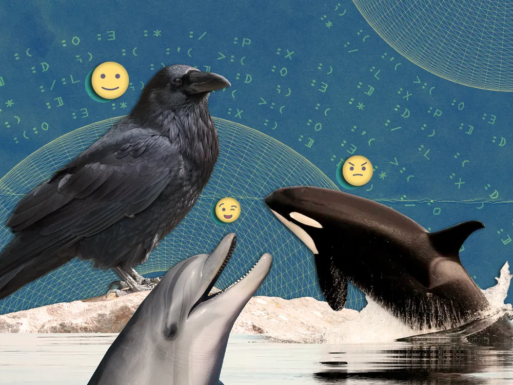 Emojis shown over a magpie, a dolphin and an orca whale