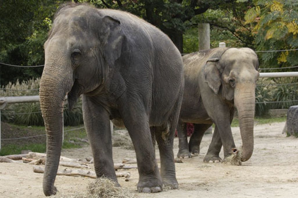 National-Zoo-Elephants01.JPG