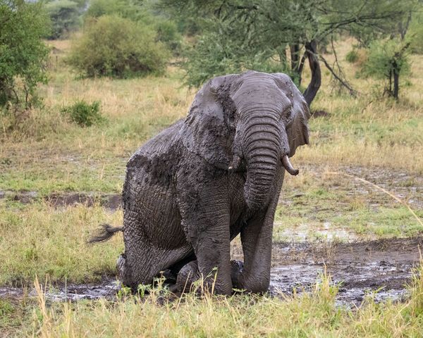 Mud, glorious mud! thumbnail