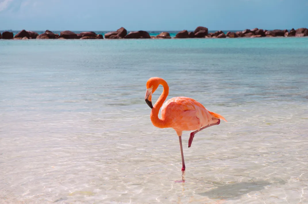 Flamingo on the Beach