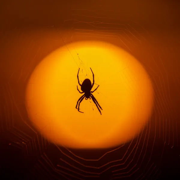 Spider at Sunset thumbnail