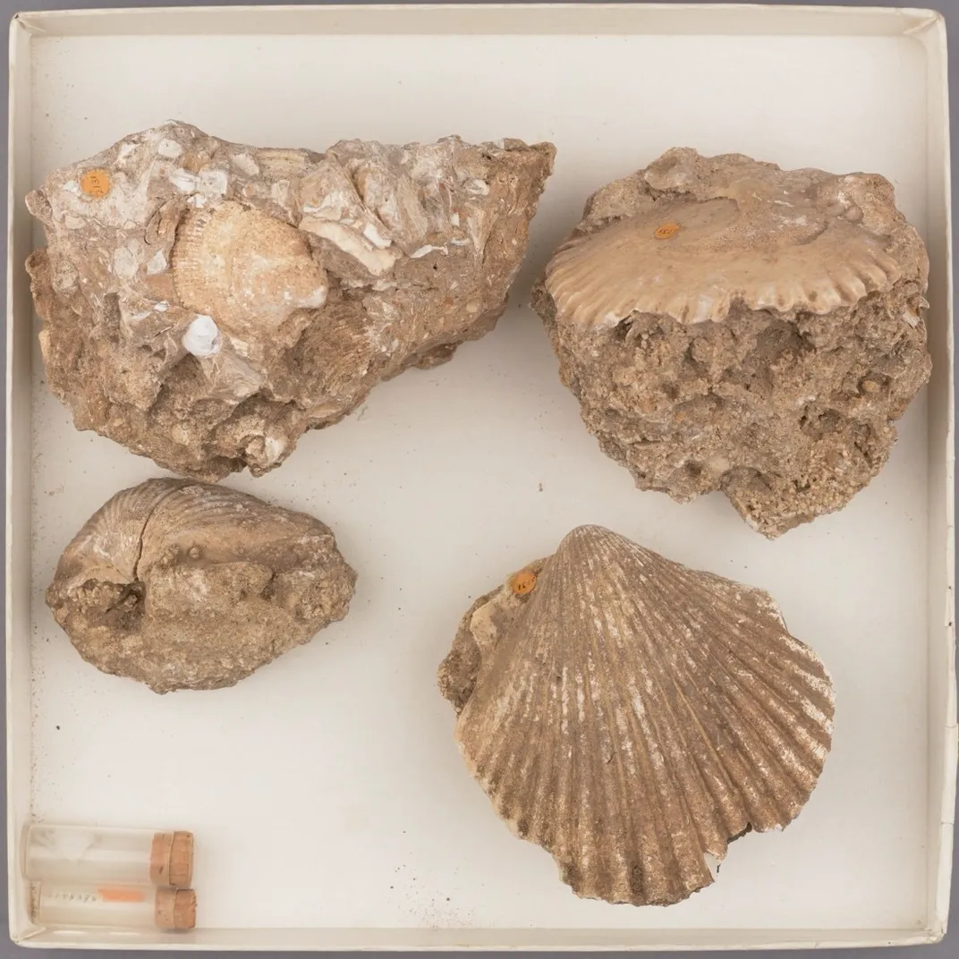 Four brown fossil shells in a white box.