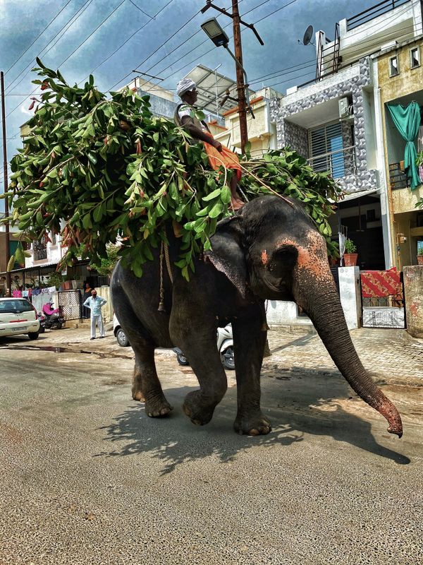 A Elephant Carrying Nature thumbnail