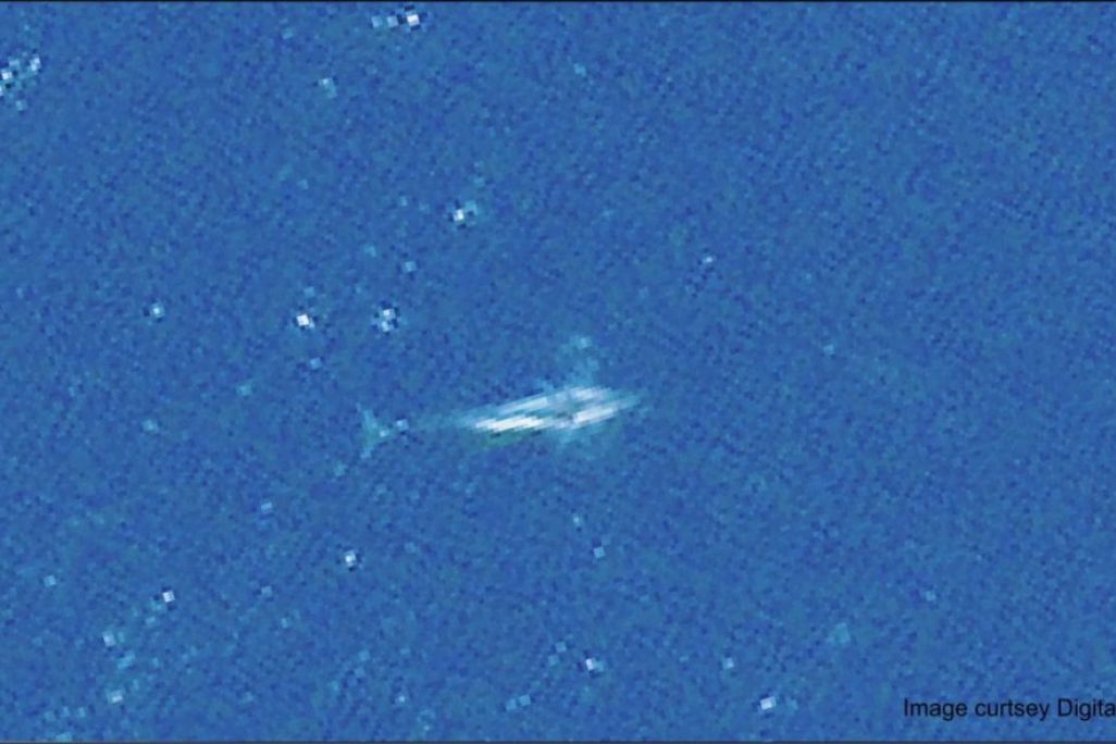 Whale From Space