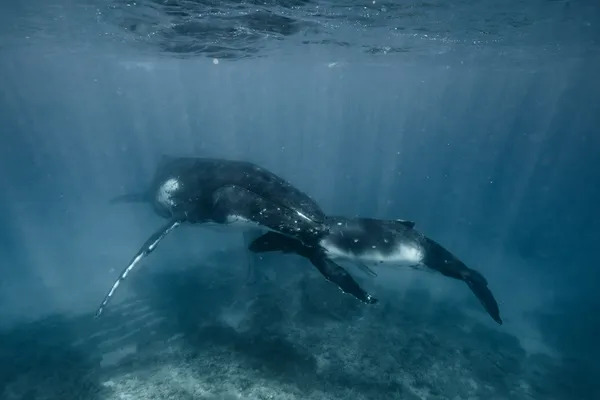 Mother Protector thumbnail