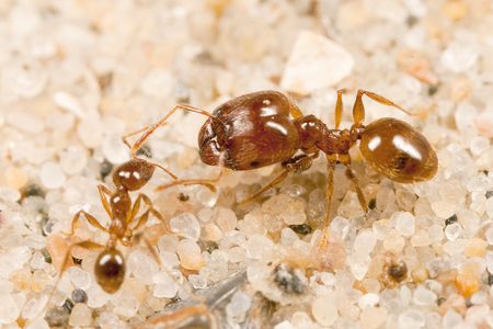 In the Pheidole genus of ants, some insects grow into soldiers with disproportionately large heads, while others grow to be smaller workers. 