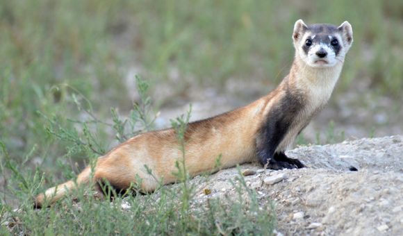 Black-footed ferrets are well-suited for their prairie environment, where their colors help them blend in with grassland soils and plants.