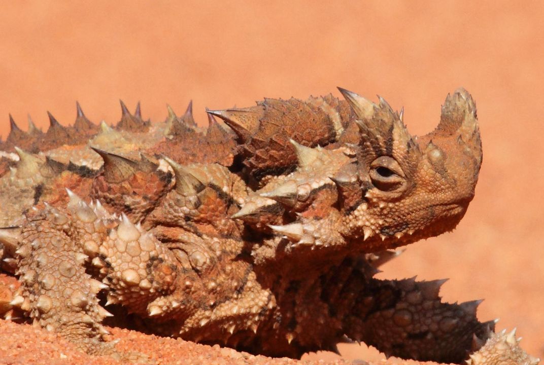 Green Lizard Picture Mars Planet