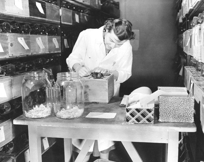 Scientist Margaret Dickie in a mouse room at JAX in 1951. 