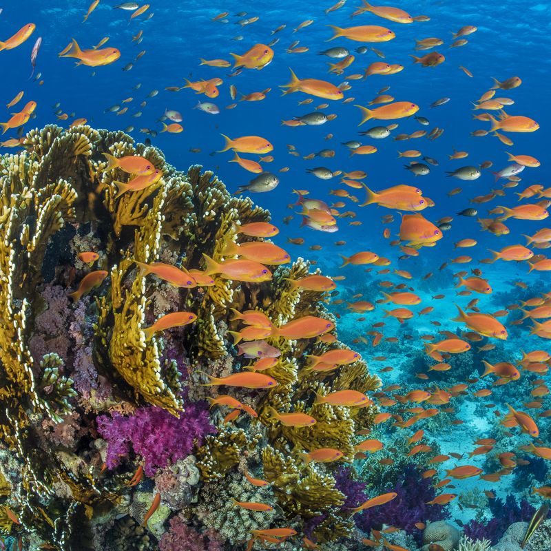 Reef Robots. Predicting Marine Life Like Weather. Meet the Ocean of 2030., Smithsonian Voices