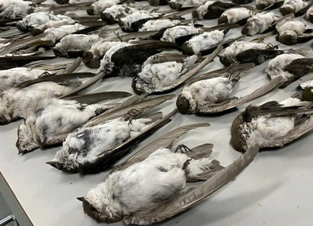 Dead birds in New Mexico Museum