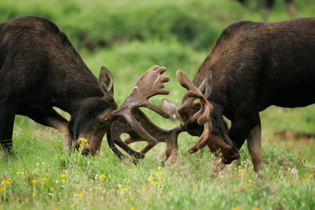 Antlers.jpg