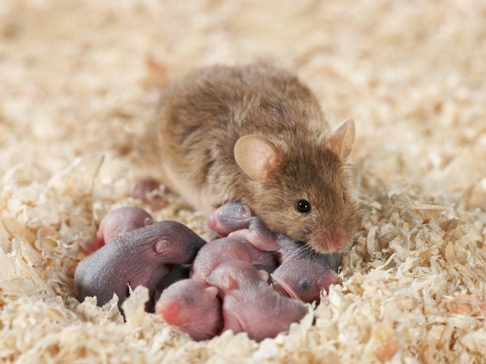 mouse mother.jpg