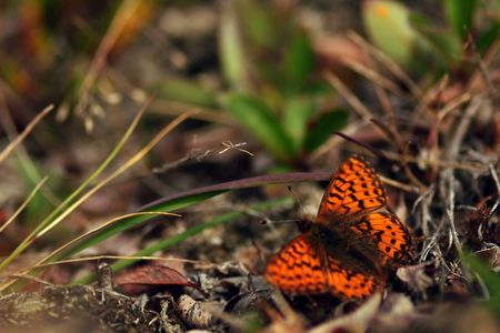 The wings of the Arctic fritillary butterfly have decreased in size since 1996.