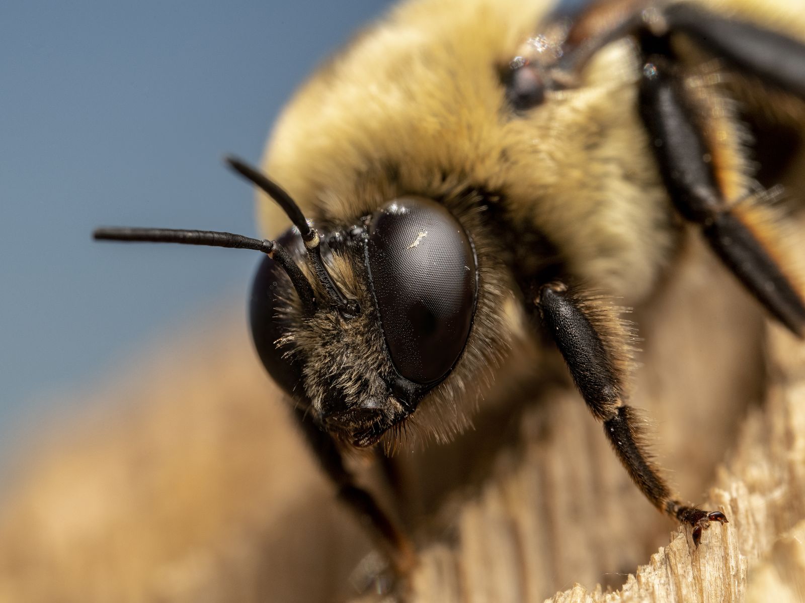 Those adorable, hairy bumblebees are best pollinators