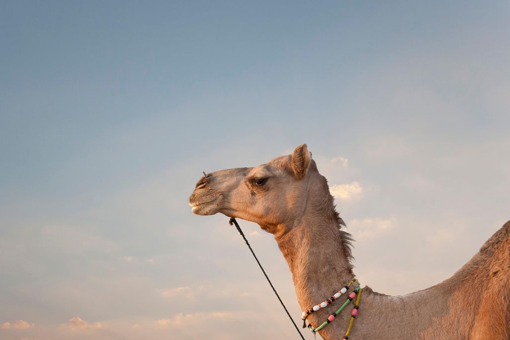 camel