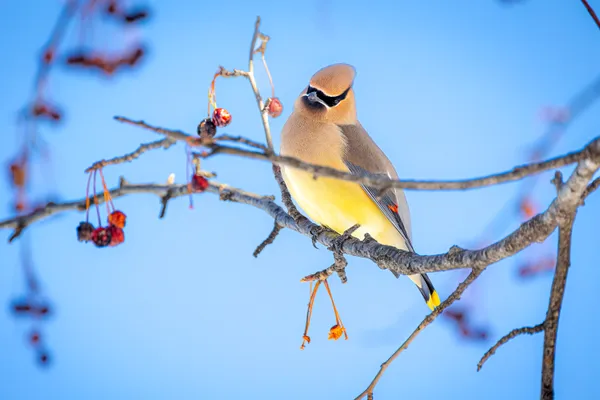 Waxwing and Berries thumbnail