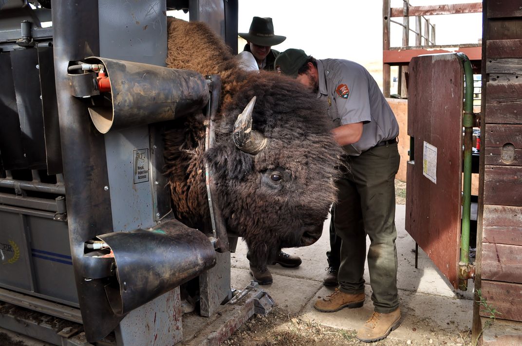 Biologist studying a bison in a chute
