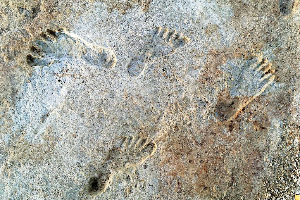 Fossilized footprints preserved in gypsum mud