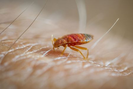 Bedbugs, which were previously thought to be about 50 million years old, could be much older, new genetic and fossil evidence suggests. 