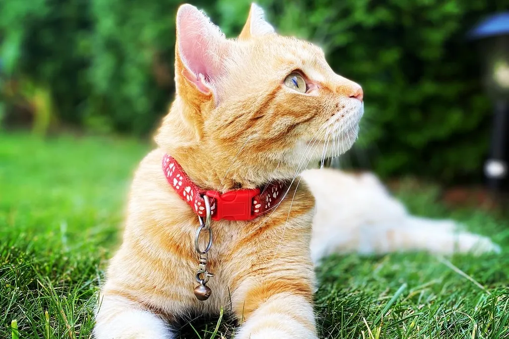 An image of an orange cat laying in the grass