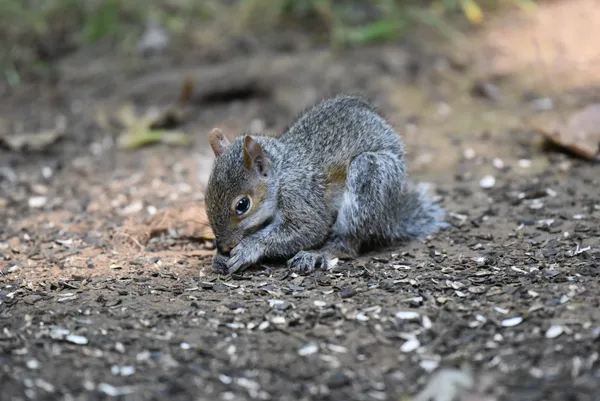 Eastern Grey Squirrel thumbnail