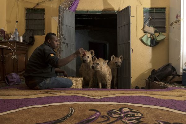 Abbas Saleh, the Hyena Man of Harar has a special relationship with the hyenas.  He feeds them every evening. thumbnail