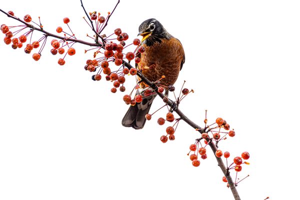 Robin on a Crabapple Tree thumbnail