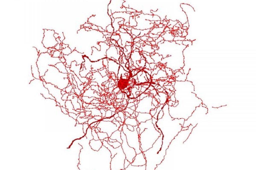 Rosehip Neuron