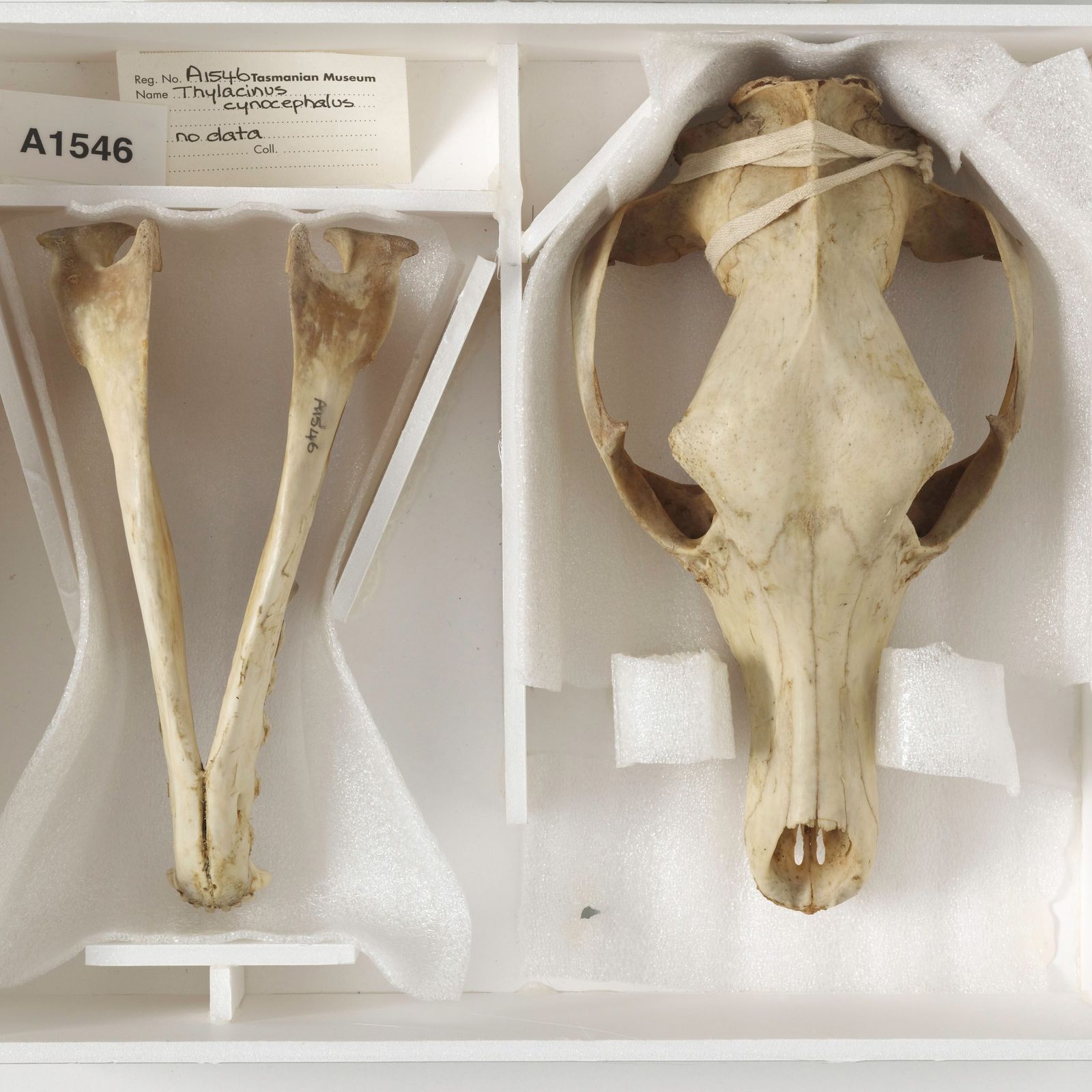 Remains of Last Surviving Tasmanian Tiger Discovered in Museum Cabinet |  Smart News| Smithsonian Magazine