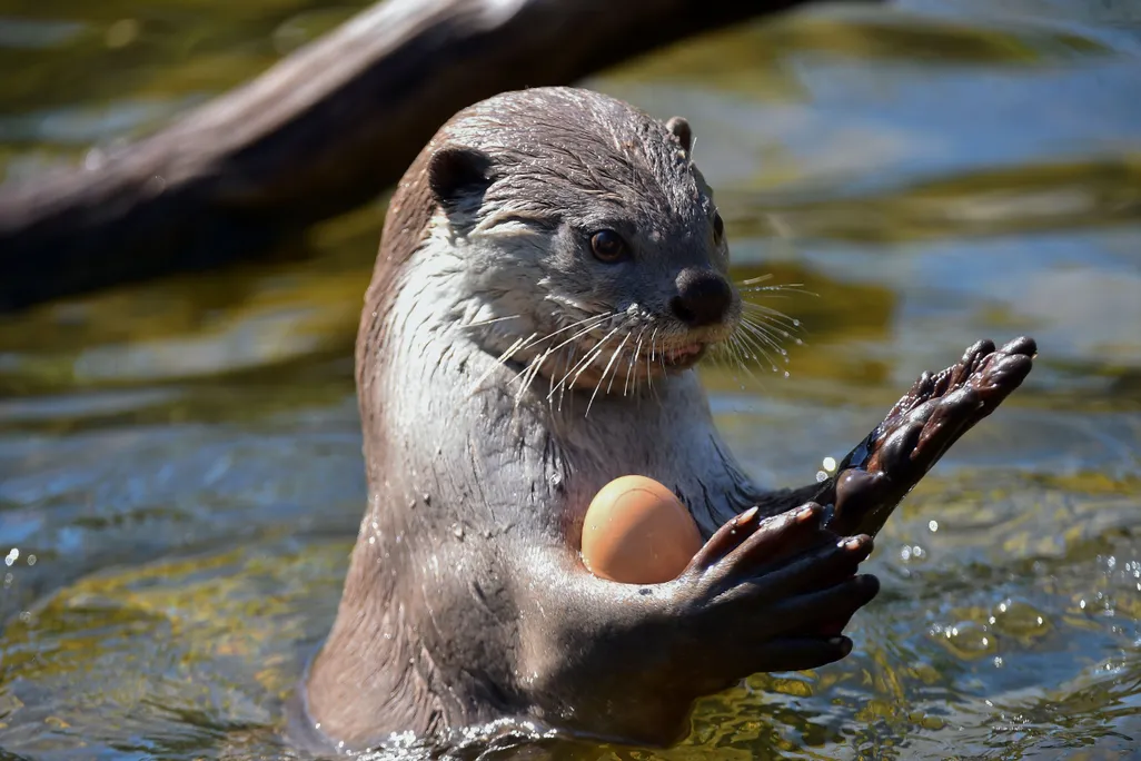 Otter juggles a ball in a pool.