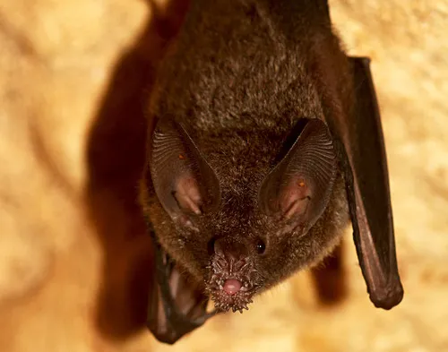 a close-up on an upside-down fringe-lipped bat, its mouth covered in small protrusions