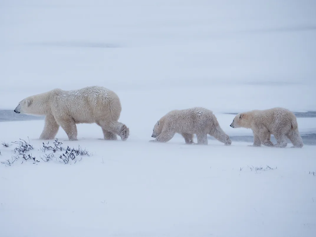 Polar Bear and Two Cubs