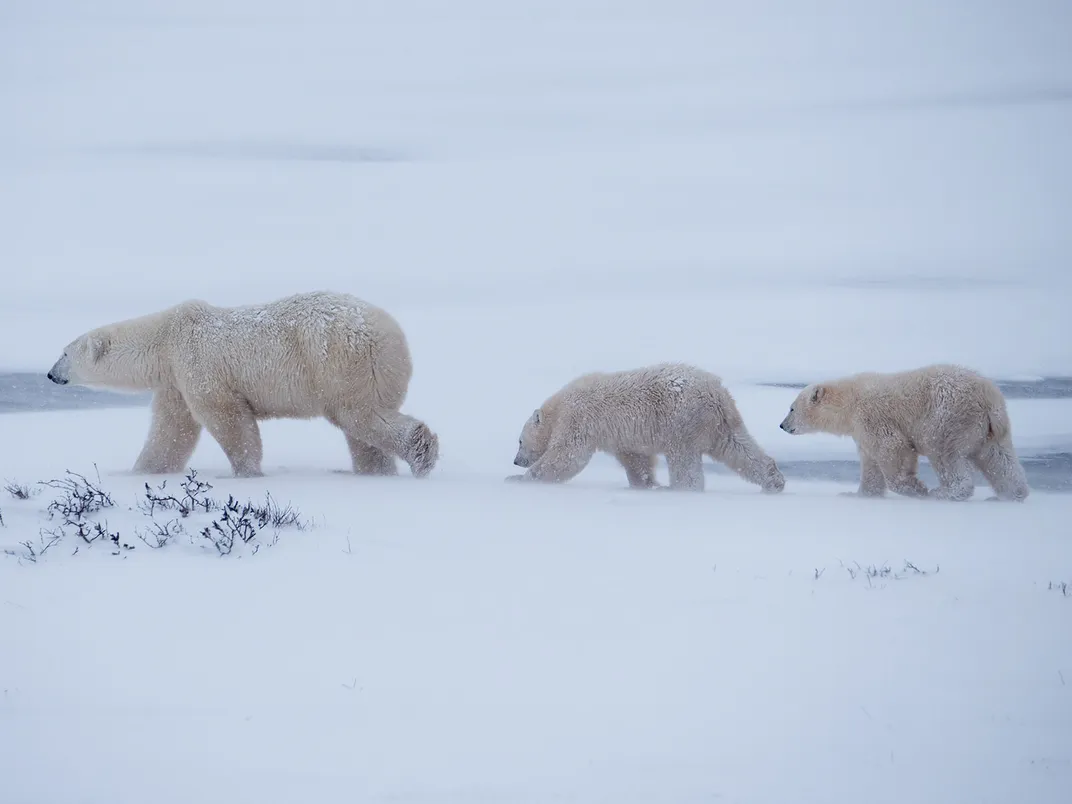 Polar Bear Moms Stick to Their Dens Even Faced With Life-Threatening  Dangers Like Oil Exploration - Inside Climate News