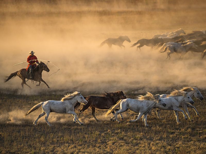 Mongolia Horse Run | Smithsonian Photo Contest | Smithsonian Magazine