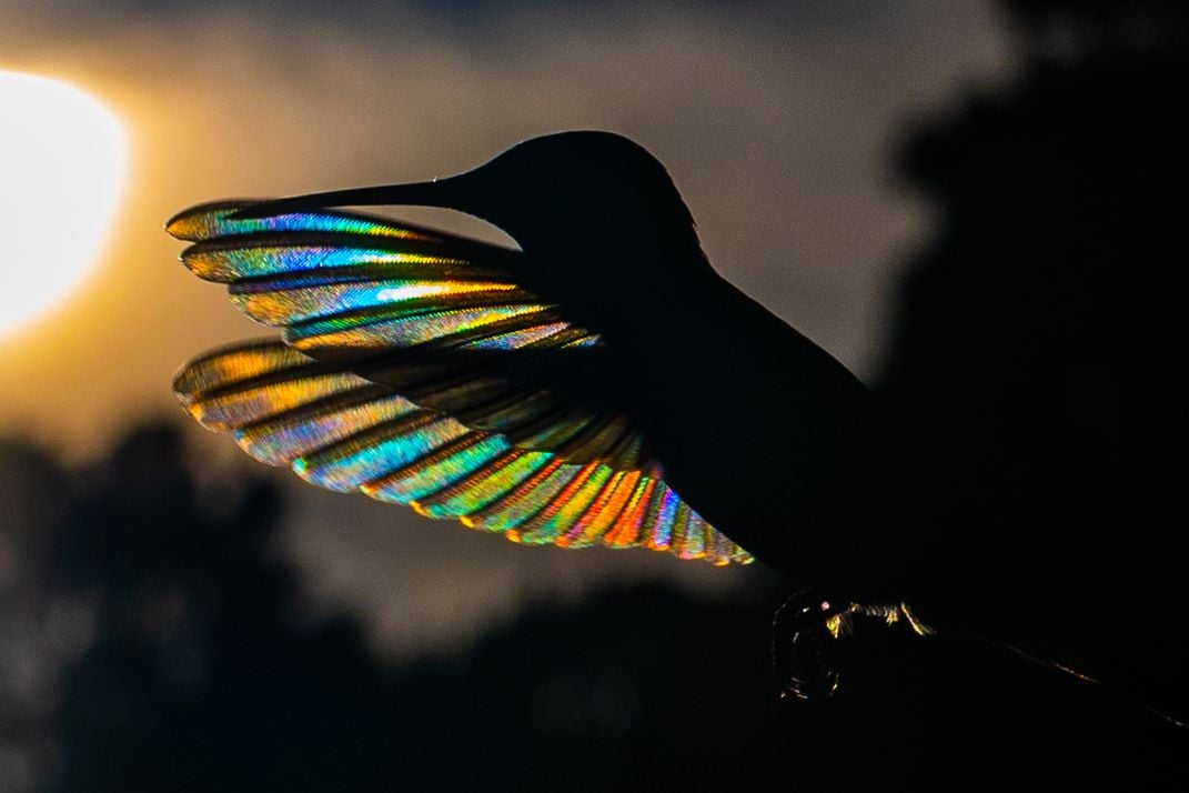 Winged Prism | Smithsonian Photo Contest | Smithsonian Magazine