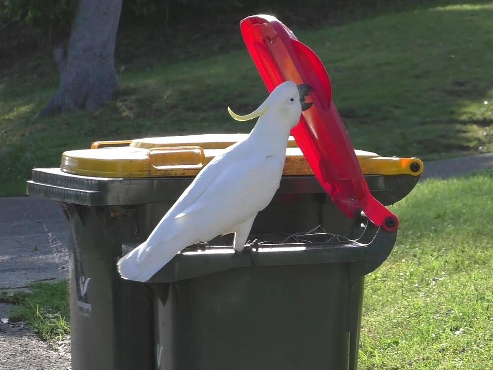 Cockatoo opening