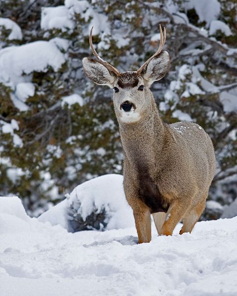 Buck mule deer moving quietly through the snow in Spring Creek Nevada ...