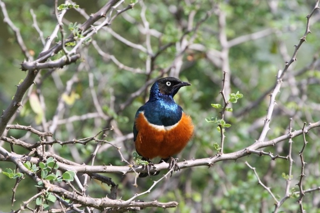 A superb starling sitting on a branch. It has an orange breast, iridescent blue neck and black head and a yellow eye seen in profile