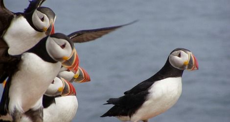 Atlantic puffins