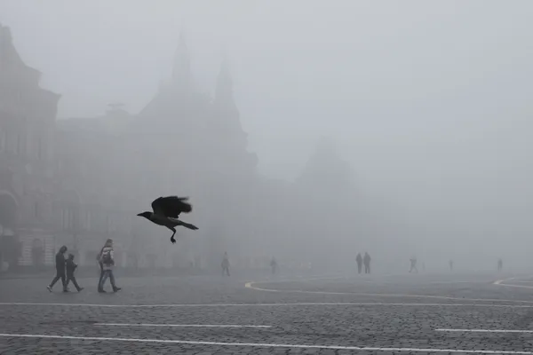 Crow on Red Square thumbnail