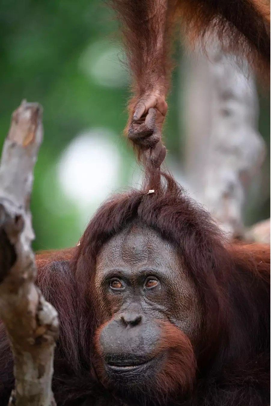 a hand of a young orangutan reaches down from out of the frame, pulling the hair on the head of an adult orangutan