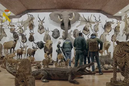 Officials found thousands of taxidermy animals in a warehouse outside of Valencia, including specimens of cheetah, leopard, lion, lynx, polar bear, snow leopard and white rhinoceros.