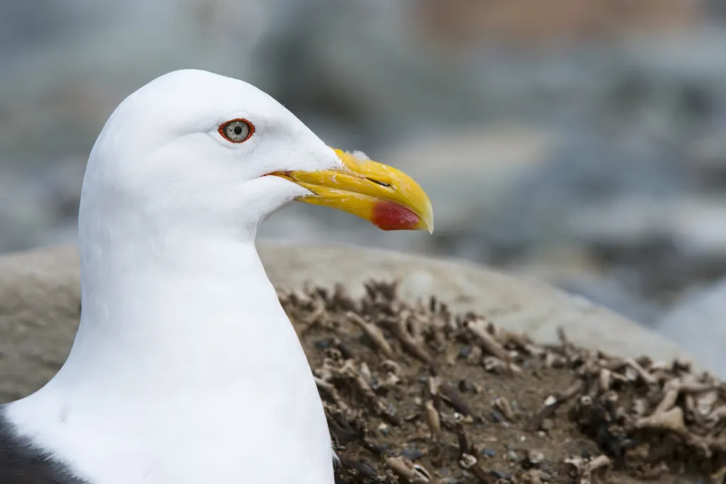 a close-up of the side of a gull's head, with a red ring around its eye and a bright yellow beak with a red dot