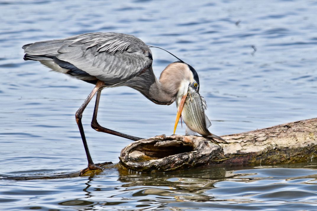 Blue Heron at Old Hickory Lake in Tennessee | Smithsonian Photo Contest ...