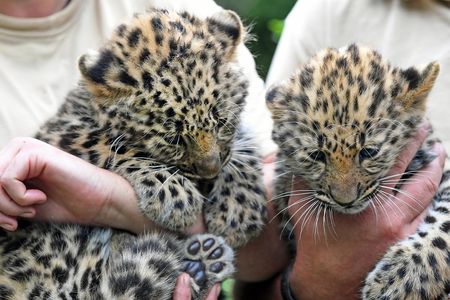 The Amur leopard twins Akeno, left, and Zivon, right, are being baptized at the zoo in Leipzig, Germany, Thursday, July 6, 2017. The twin animals were born on 22 April.