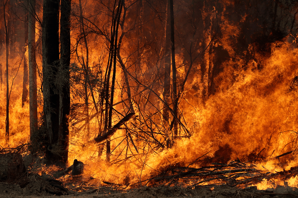 Wildfire