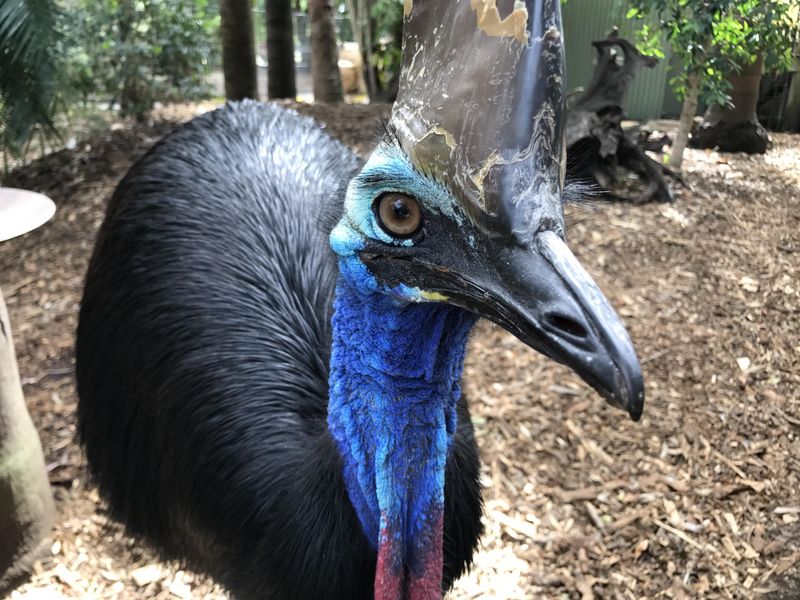 Cassowary giving me the eye | Smithsonian Photo Contest | Smithsonian ...