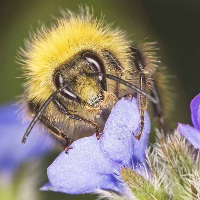 2013102909203310_29_2013_bumblebee.jpg