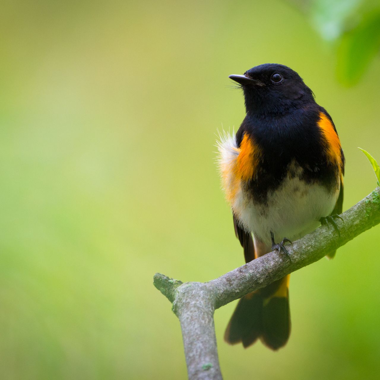 Why Do Some Birds Not Migrate: Surprising Reasons Revealed